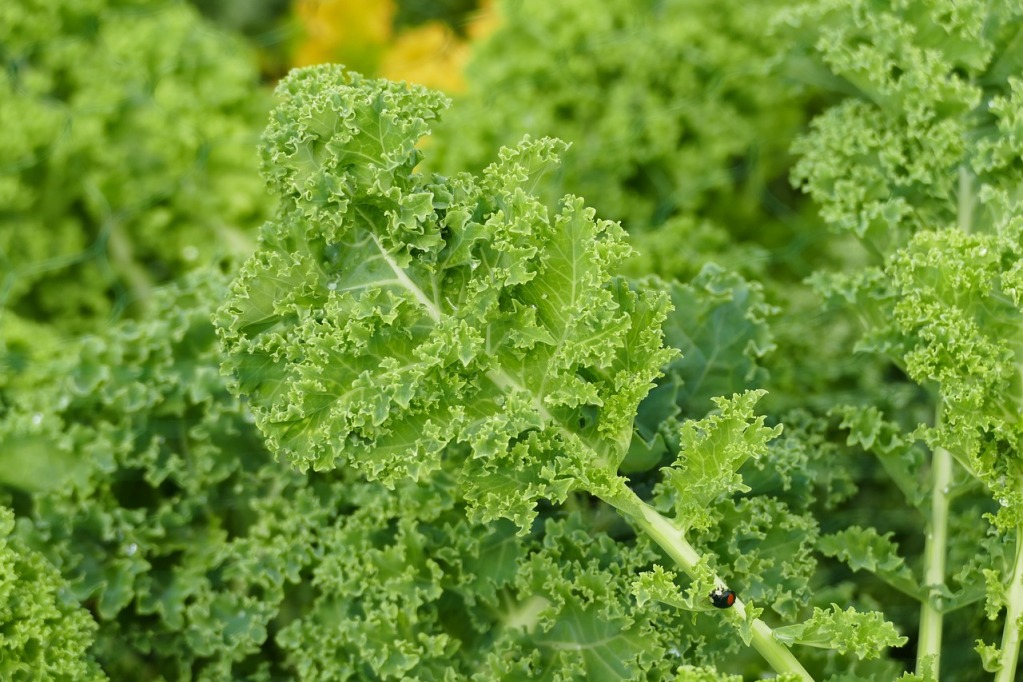 Toddler Feeding Tips Kale