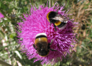 Bee activities