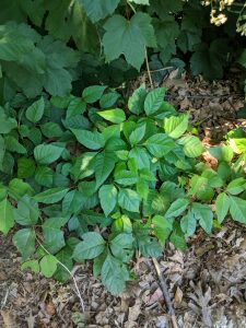 poison ivy in prospect park