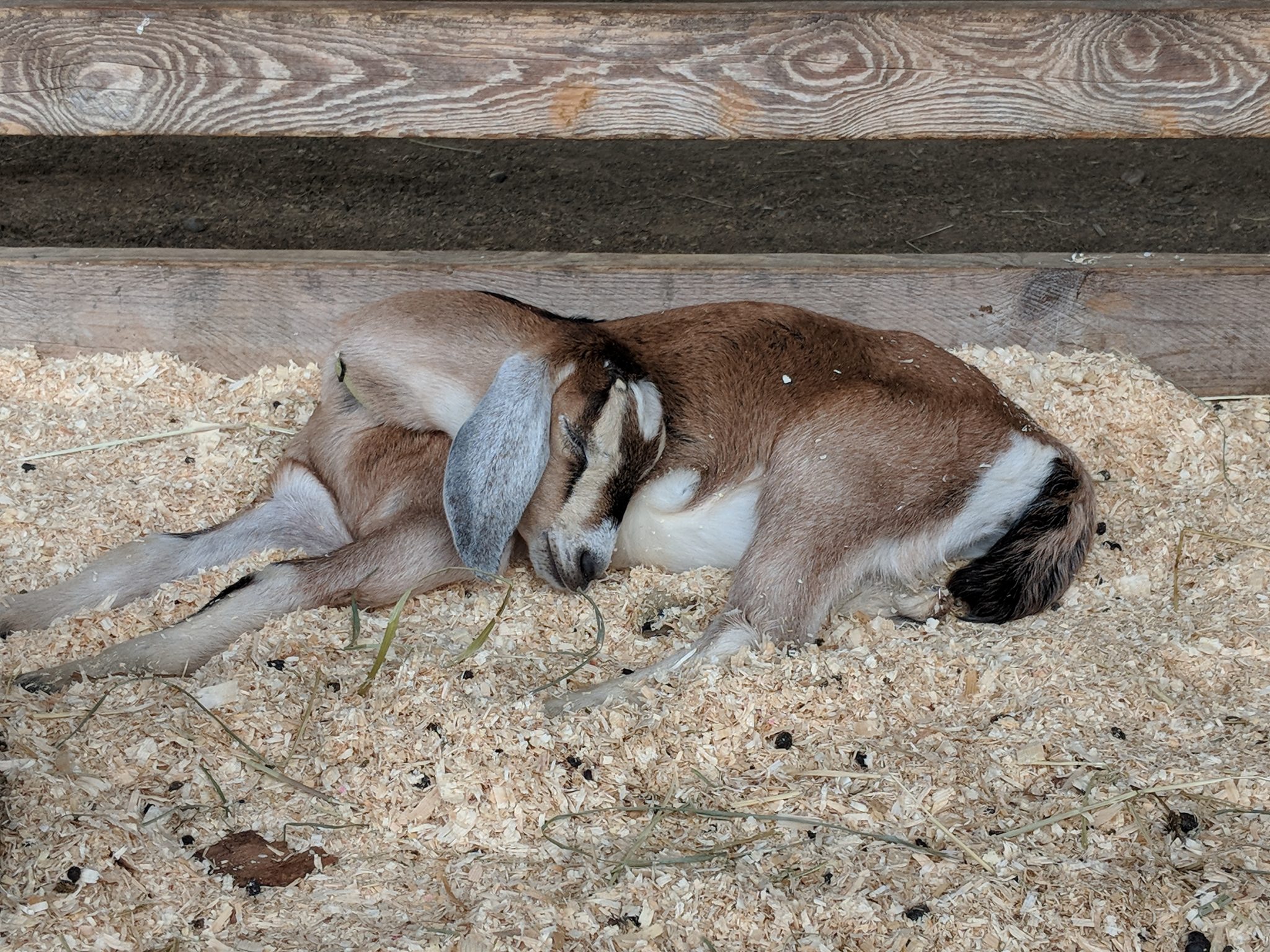 goat at Shelburne Farms