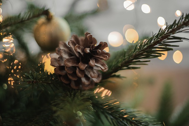 december weekday events pine cone PX