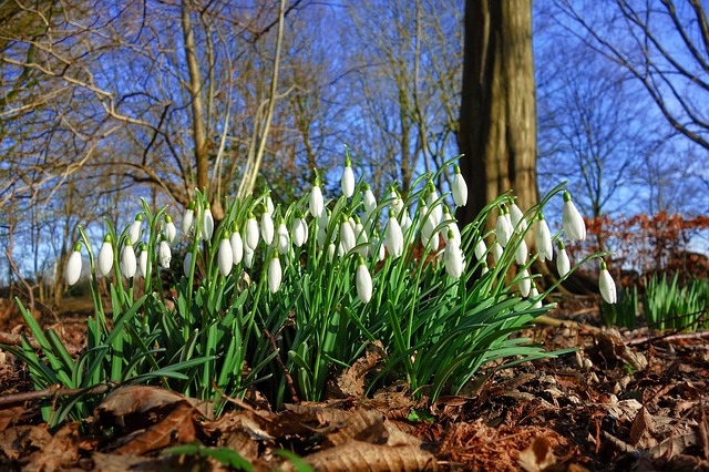 February weekend events snowdrops PX