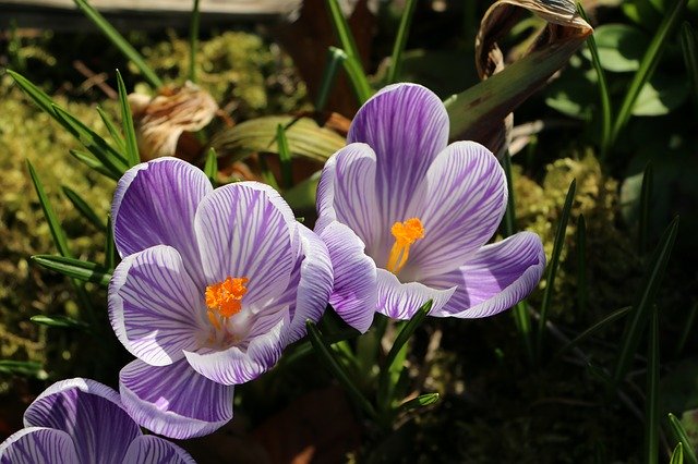 February weekend events crocus PX