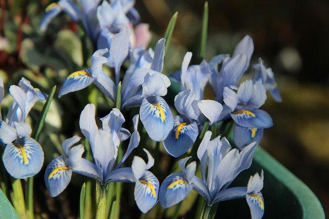 March weekend events iris PX