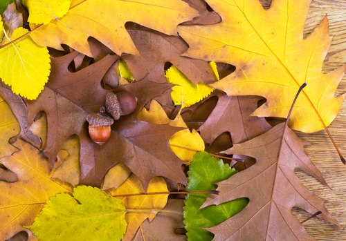 October weekday events leaves