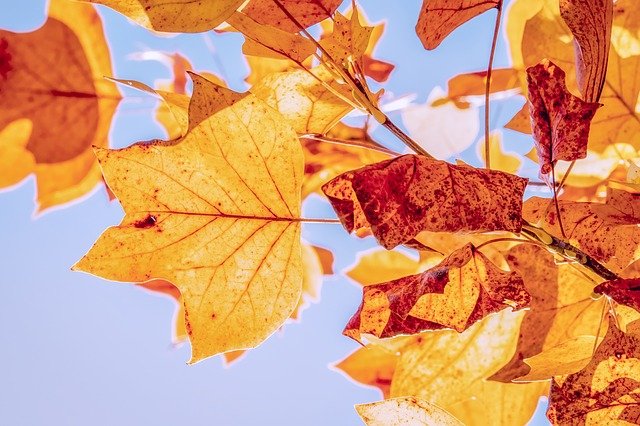 October weekday fall leaves PX