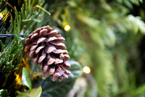 december weekend events pinecone DP