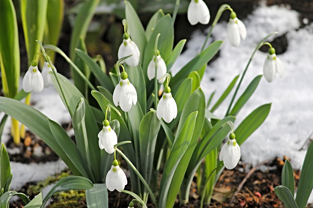 February weekend events snow snowdrops PX