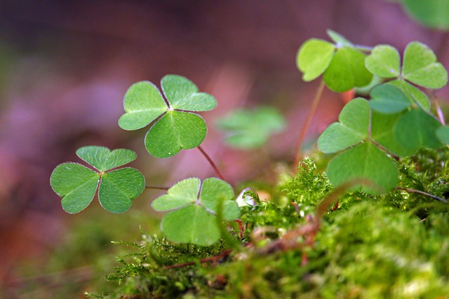 March weekend events shamrock PX