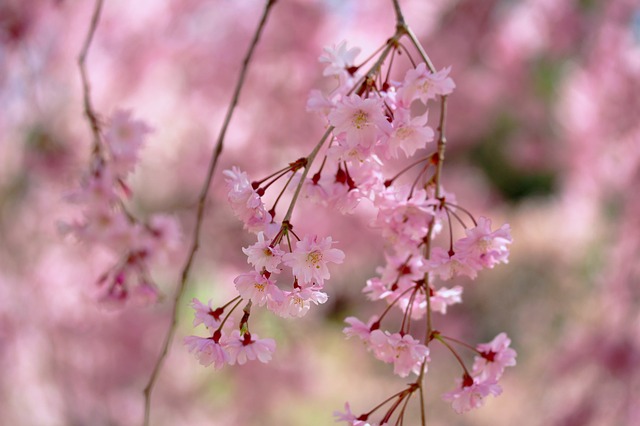 April weekend events weeping cherry PX