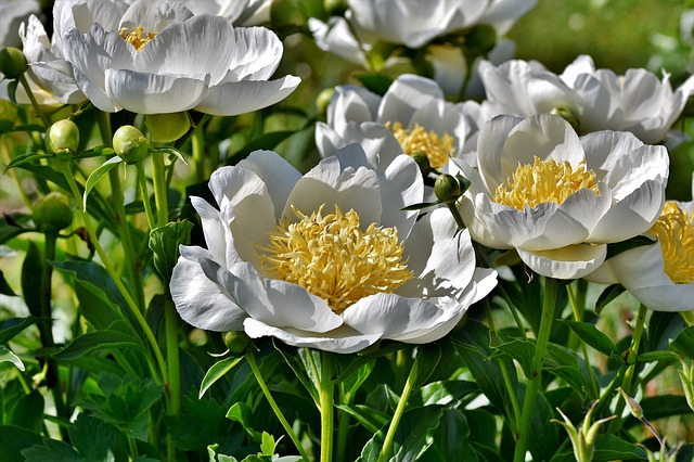 May weekend events peony PX