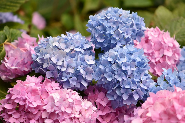 June weekend events hydrangea PX