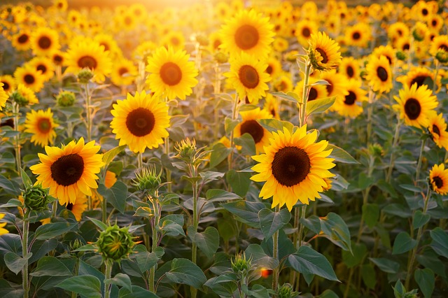 August weekend events sunflowers PX