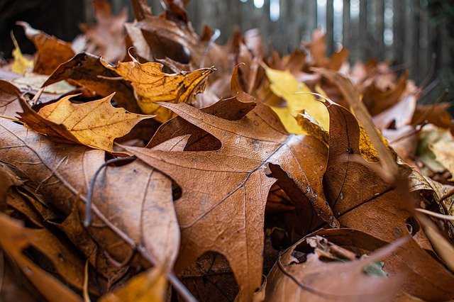 October weekend events leaf pile PX