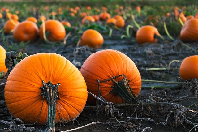 October weekend events pumpkin field PX