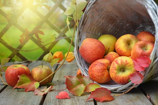 November weekend events apple leaf PX