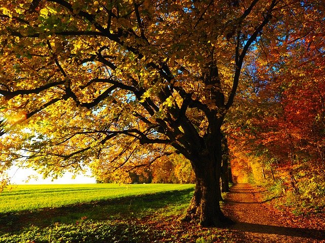 November weekend events tree PX