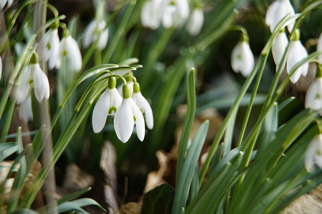 February weekend events snowdrops PX