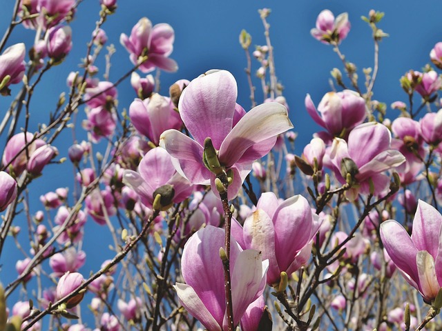 April weekend events magnolia PX