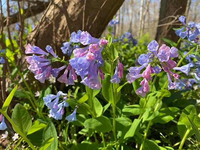 April weekend events bluebells PX