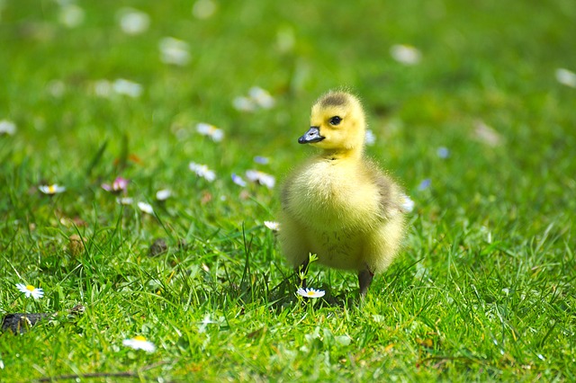 April weekend events chick PX