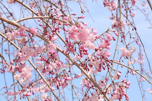 April weekend weeping cherry PX