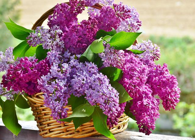 May weekend events lilac PX