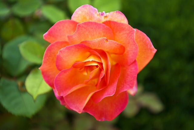 June weekend events rose PX